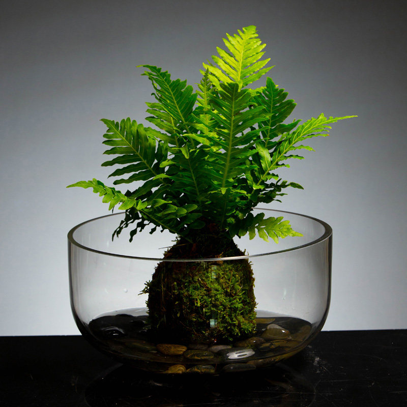 水培植物花瓶大口径n花盆金鱼缸透明玻璃器皿水养植物绿萝水培花