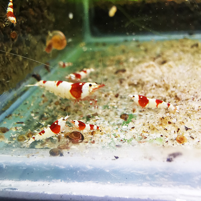 观赏虾鲜活水晶除藻n热带淡水虾工具宠物繁殖组红黑白吃藻小虾活