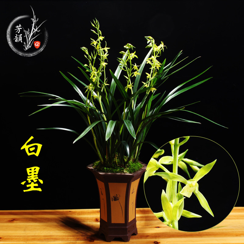 兰花苗 墨兰白墨绿植盆栽室内办公室客厅卧室庭院花卉观花植物