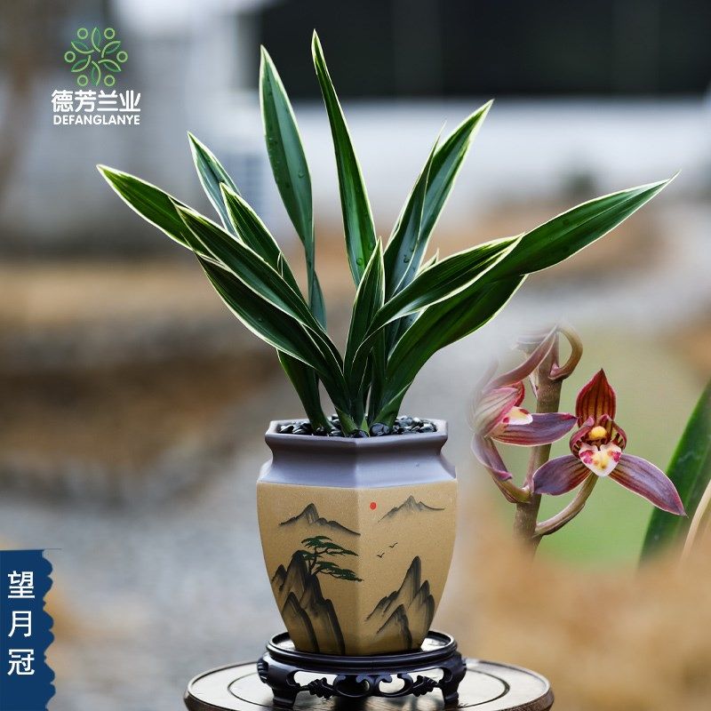 兰花苗墨兰望月冠带陶瓷盆浓院香型好养活夏秋季节