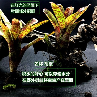 积水凤梨雨林生态水草缸造景植物新奇盆栽绿植热带懒人植物