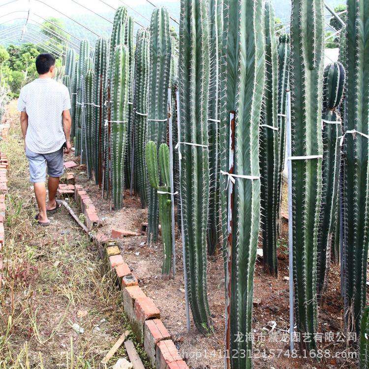 柱状仙人掌 土人之栉柱 沙生植物景观 庭院布置 温室沙漠风格