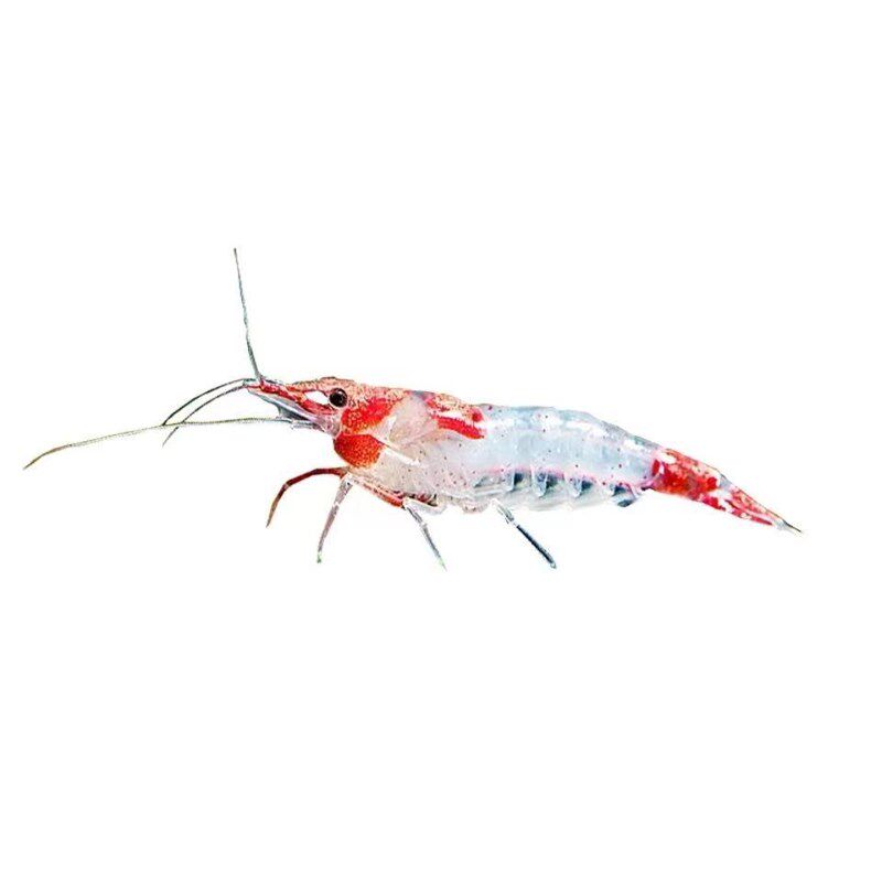 观赏虾水族d淡水鲜活小虾鱼缸除藻虾螺蟹清洁虾工具虾除藻