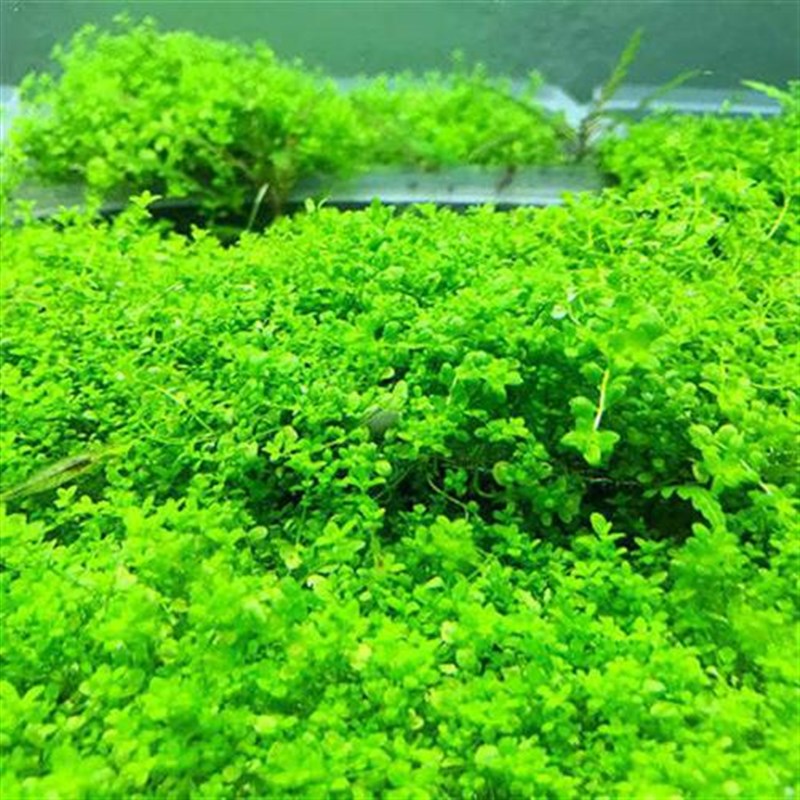 迷你矮珍珠 盒装 矮珍珠 爬地矮珍珠  鱼缸造景水草 前景草