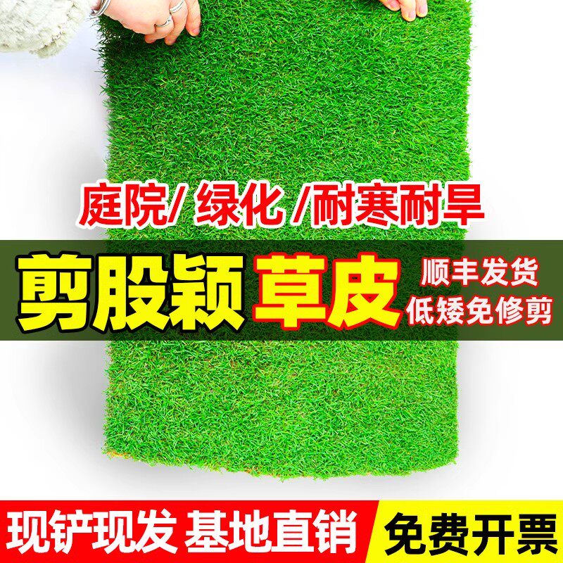 草皮真草坪剪股颖带泥土别墅花园绿化四季青果岭草马尼拉草皮带土