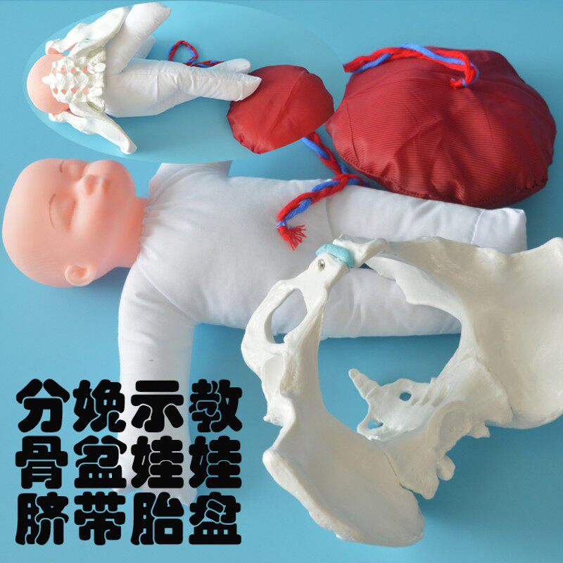 分娩示教骨盆模型含娃娃  孕妇学校示教教具含初生儿宝宝脐带胎盘