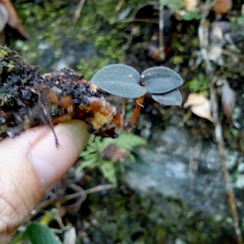 拟线柱兰喜阴花卉植物盆栽稀有原生绿植水K石水陆缸生态缸雨林造