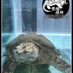 貴陽陳師佛洲拟鳄龟 亚成体佛鳄龟