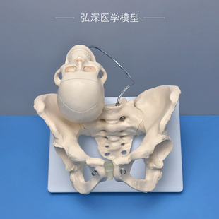 女性骨盆带胎儿头骨模型人体盆骨骼妇产科助产分娩医学示教学模具