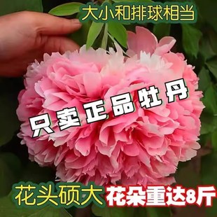 正宗洛阳牡丹花苗大苗非菏泽芍药花苗庭院盆栽重瓣室内牡丹花树苗