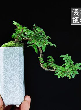 迷你悬崖小叶榆树榔榆掌上盆栽飘枝拇指微型盆景禅意茶几办公绿植