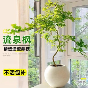 流泉枫盆栽绿植办公室内书房造型植物七本枫树网红桌面盆景好养活