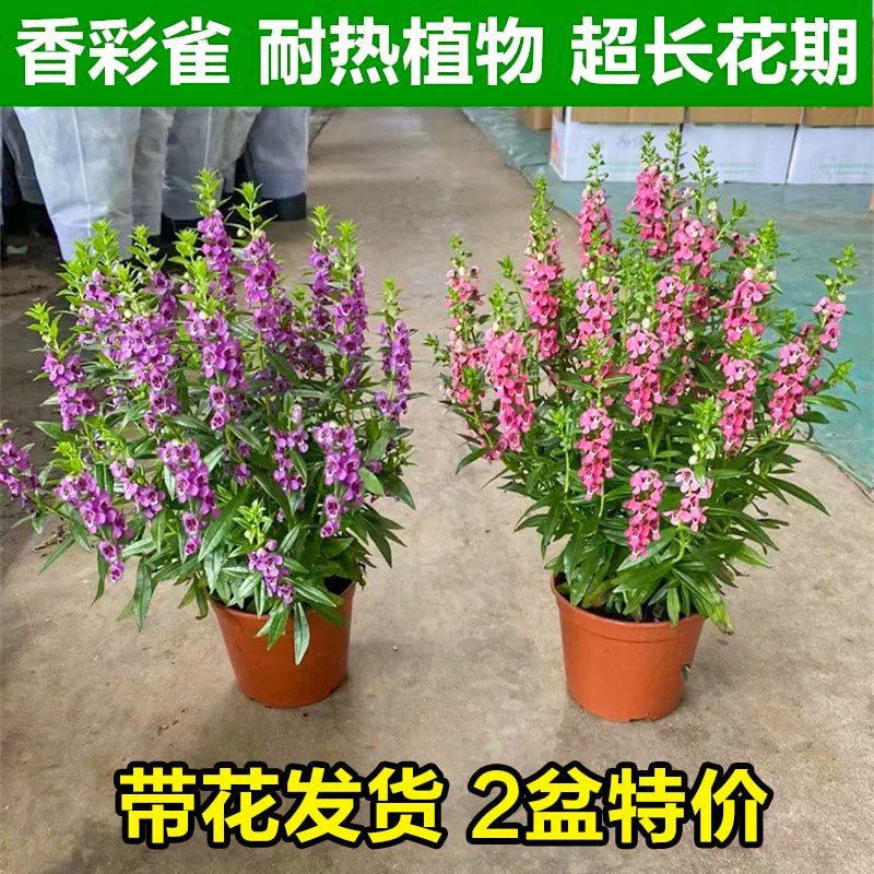 香彩雀花苗带花阳台庭院耐热四季花卉盆栽室内植物客厅绿植好养活 - 实物图
