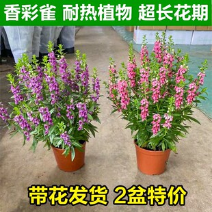 香彩雀花苗带花阳台庭院耐热四季花卉盆栽室内植物客厅绿植好养活