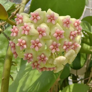 菁叹球兰花盆栽观叶观花植物阳台室内垂吊铃兰爬藤攀援多肉四季