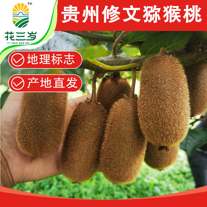 花三岁贵州修文猕猴桃