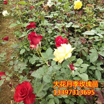 四季开花大花月季花苗丰花月季玫瑰花苗室内外别墅庭院绿化篱笆苗