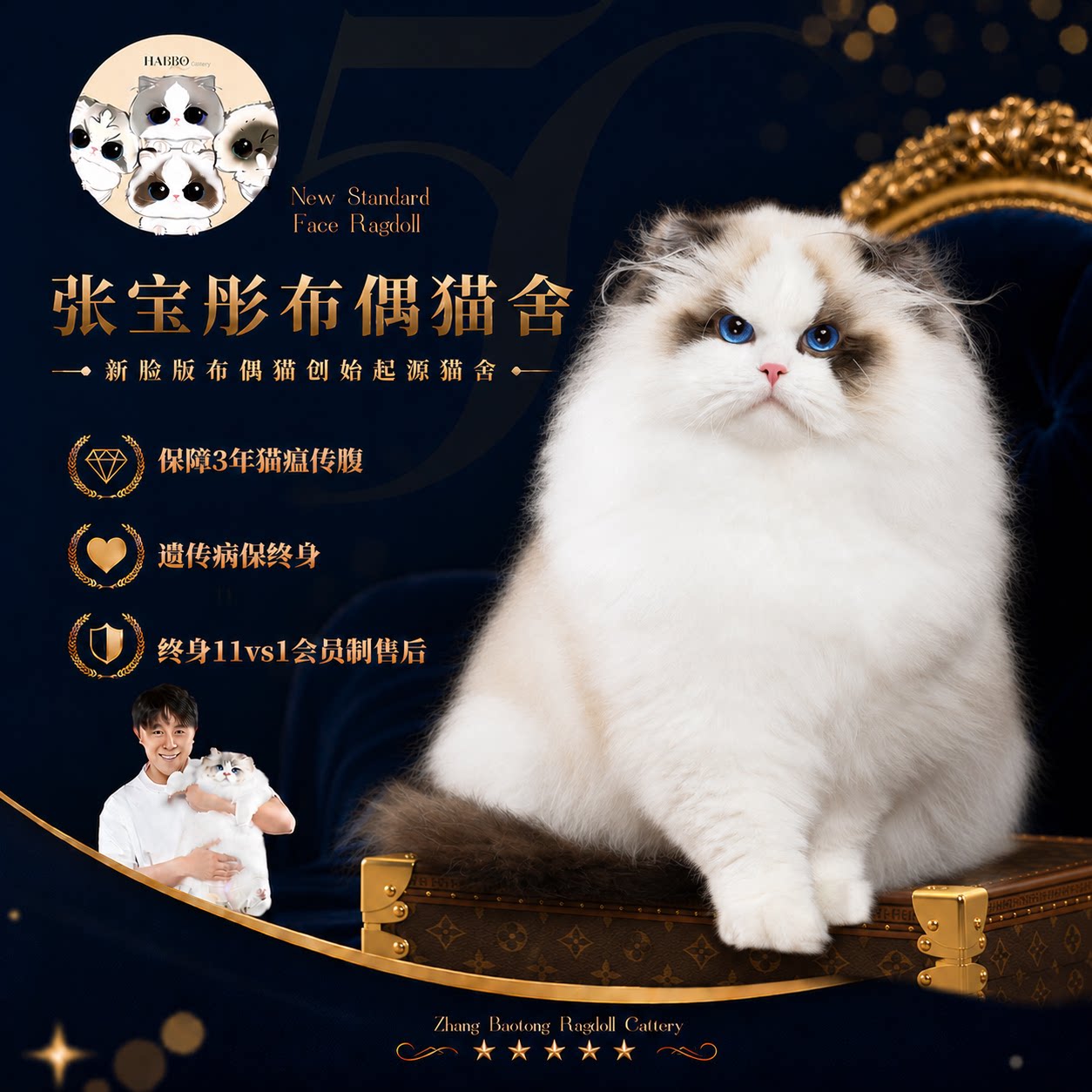 张宝彤布偶猫舍｜新脸版布偶猫宠猫咪
