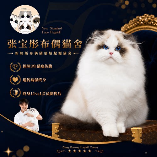 张宝彤布偶猫舍｜新脸版布偶猫宠物级猫咪活物幼崽—元宝弟弟