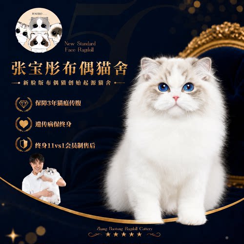 张宝彤布偶猫舍｜香饽饽妹妹