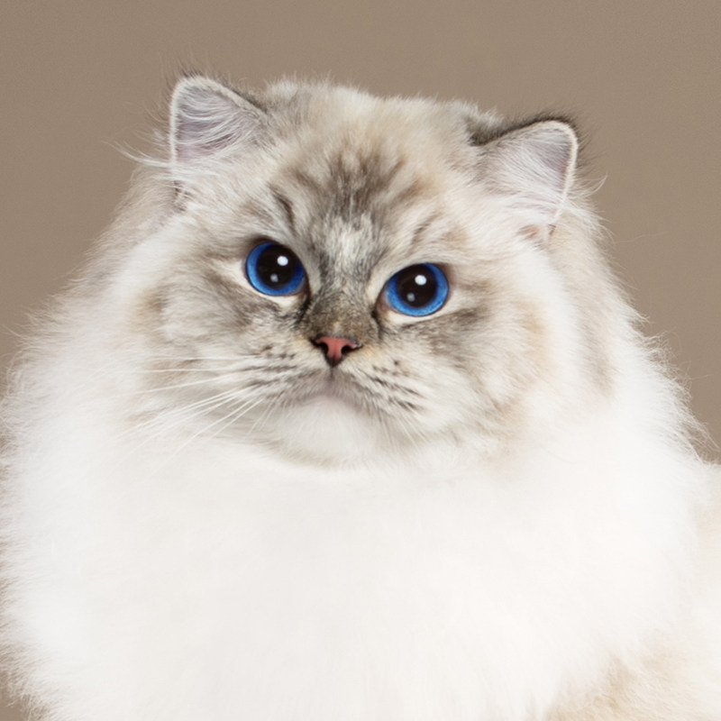 张宝彤布偶猫舍｜新脸版布偶猫宠猫咪