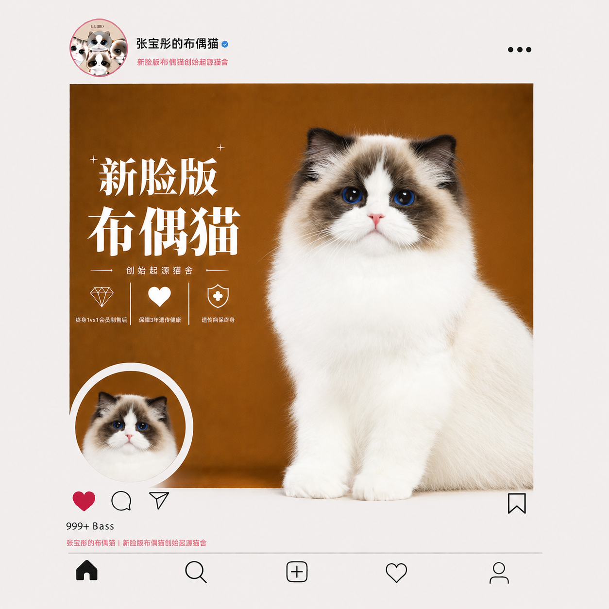 张宝彤布偶猫舍｜新脸版布偶猫宠物级猫咪活物幼崽—洋娃娃妹妹