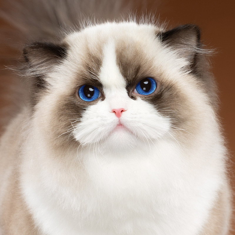 张宝彤布偶猫舍｜新脸版布偶猫宠物级猫咪活物幼崽—黄油小熊妹妹