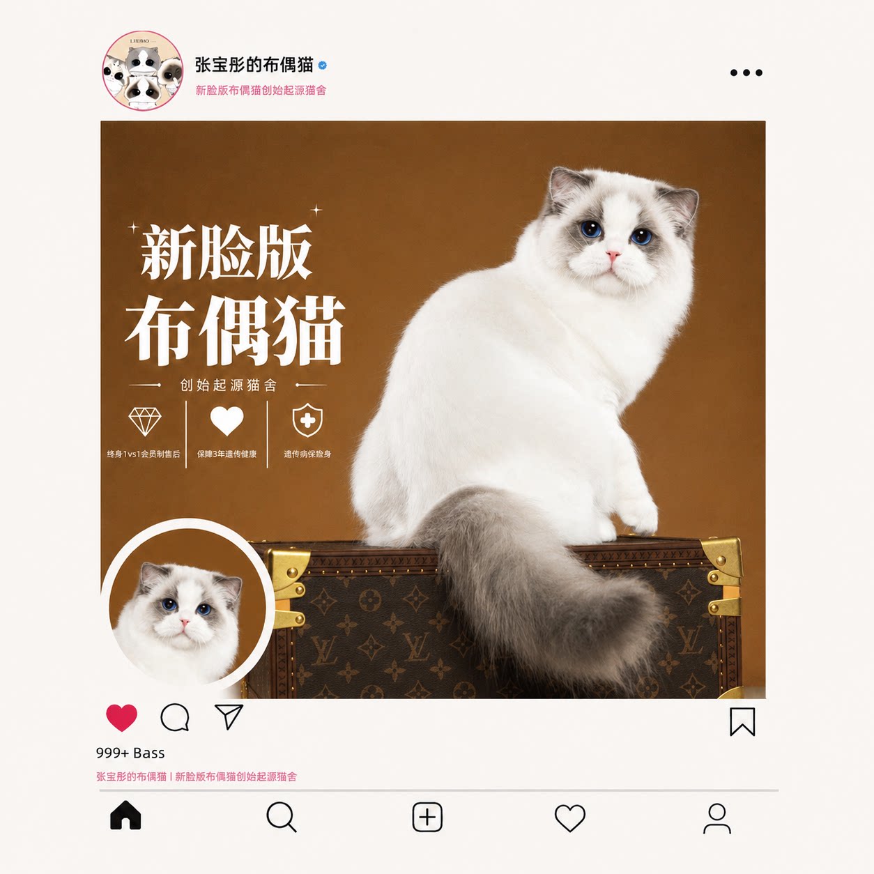 张宝彤布偶猫舍｜新脸版布偶猫宠猫咪