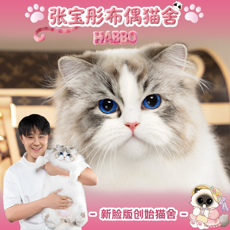 张宝彤布偶猫舍｜新脸版布偶猫宠物级猫咪活物幼崽—动动弟弟
