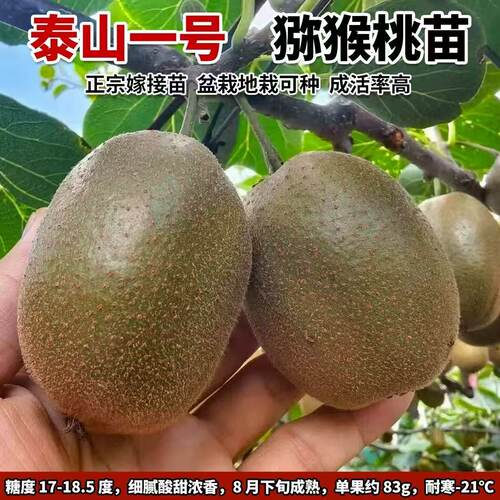泰山一号猕猴桃苗绿心当年结果