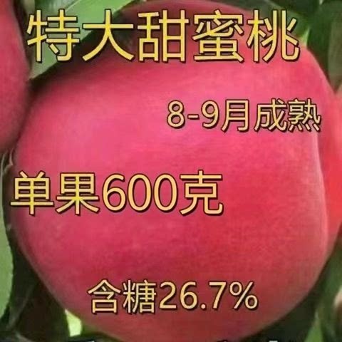 特大甜蜜桃嫁接果树苗新品