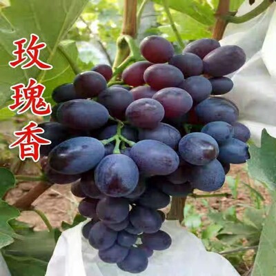 玫瑰香葡萄树苗耐寒庭院