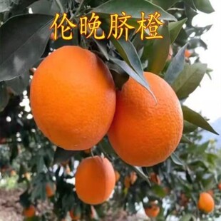 嫁接赣南伦晚脐橙苗晚熟脐橙树苗晚熟甜橙苗细嫩化渣果味香甜果苗