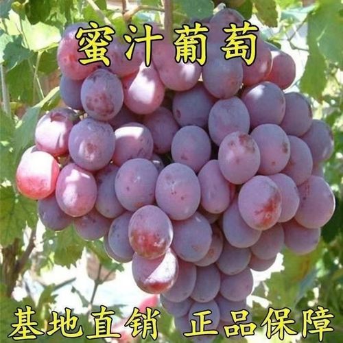 新品种耐寒甜葡萄蜜汁葡萄苗嫁接葡萄树苗当年结果甜蜜葡萄果树苗