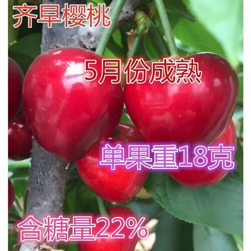 齐早大樱桃树苗新品种特早熟樱桃苗嫁接车厘子南北方种植地栽盆栽