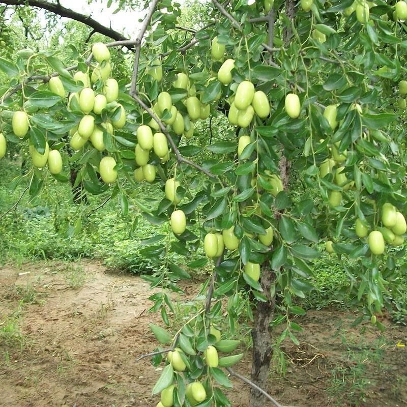 枣树树苗【和田玉枣】枣树苗 鸡蛋枣新疆和田大枣当年结果大枣树