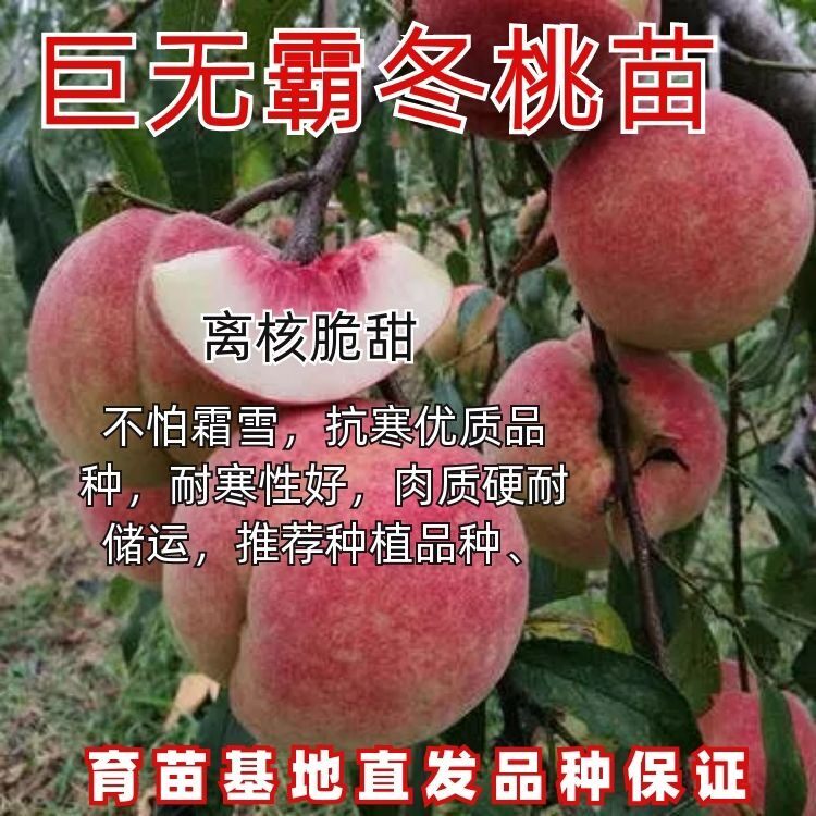 晚熟巨无霸冬桃桃树苗嫁接苗新品种特甜桃子树苗南北方种植果树苗