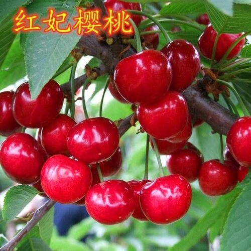 嫁接樱桃苗红妃南方大新