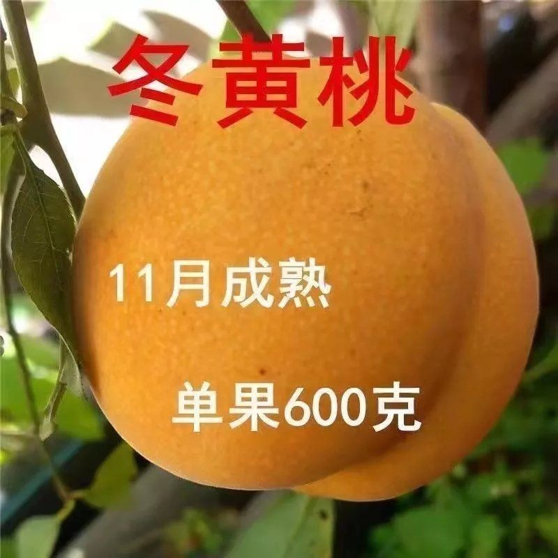 晚熟黄桃树苗果嫁接种特