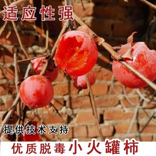 陕西临潼火晶柿子树软甜嫁接小火罐柿子树苗南北方庭院种植果树苗