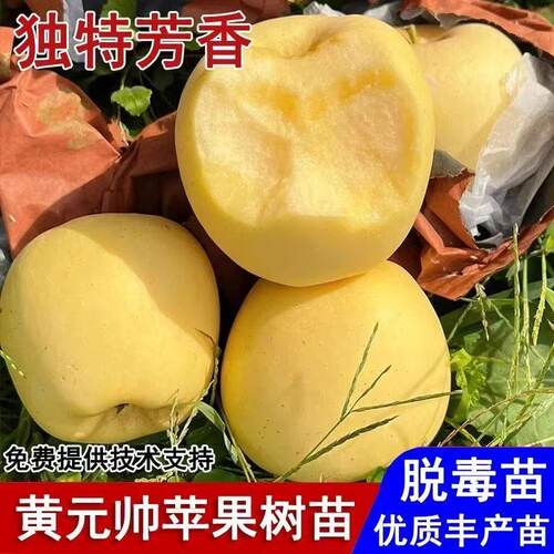 黄元帅苹果树苗地栽金冠嫁