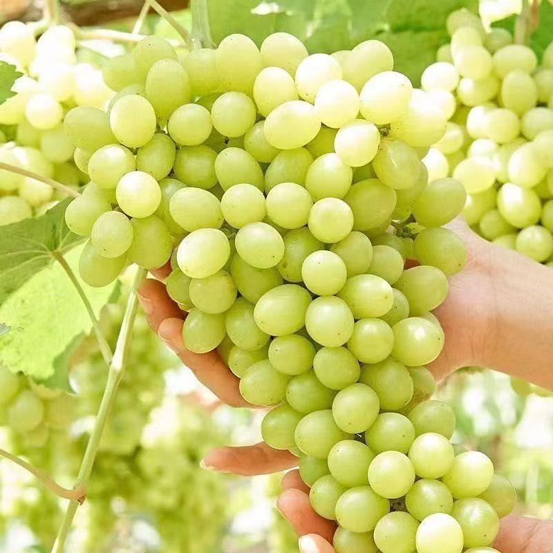 新疆无核白葡萄树苖苗大爬