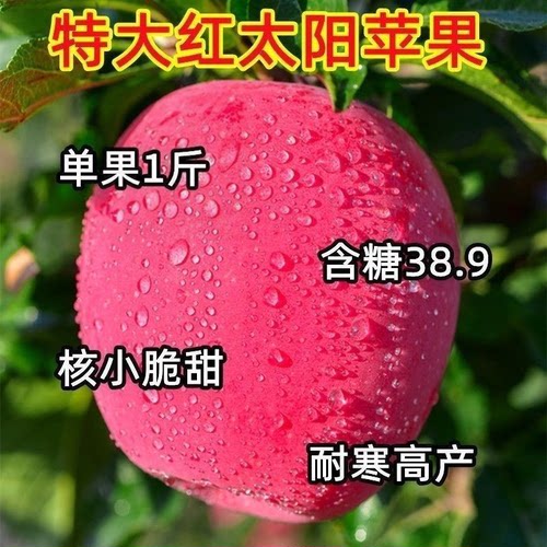 新品种特大红太阳苹果树苗