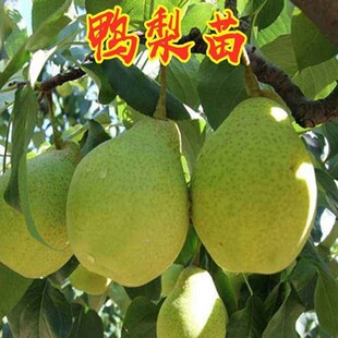 正宗大鸭梨树苗当年结果秋子梨苗鸭状梨苗鸭嘴梨苗嫁接鸭梨苗