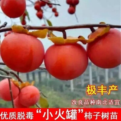 陕西临潼火晶柿子树软甜嫁