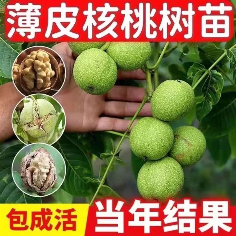 核桃树果苗纸皮薄皮新8518核桃苗文玩核桃盆栽地栽核桃嫁接果树苗图片