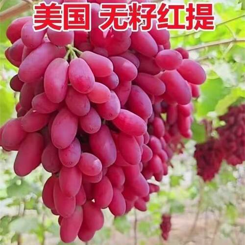 红提葡萄苗嫁接南方北种植