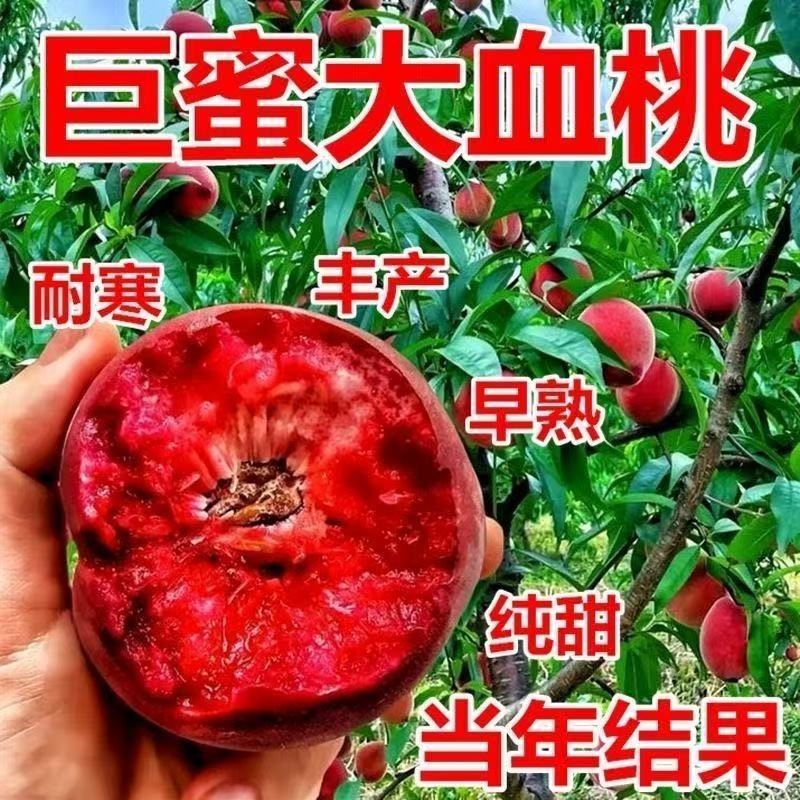 新品种特大早熟巨蜜大血桃血桃树苗嫁接血桃果树苗紫血桃苗血桃苗