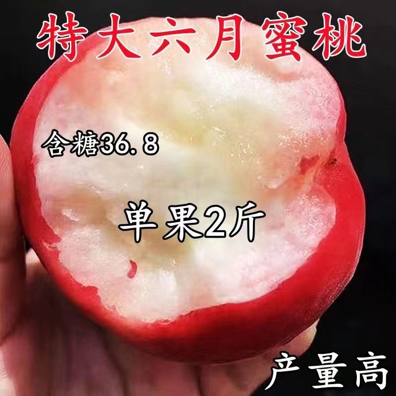 嫁接桃树苗早熟红晚子特大