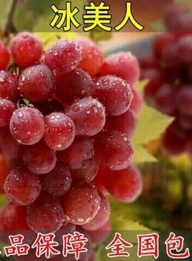 冰葡萄苗无籽冬葡萄苗冬天不下架晚熟葡萄树苗南北方冰美果树果苗